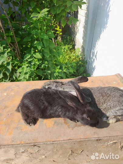 Кролики Ризен, крольчата