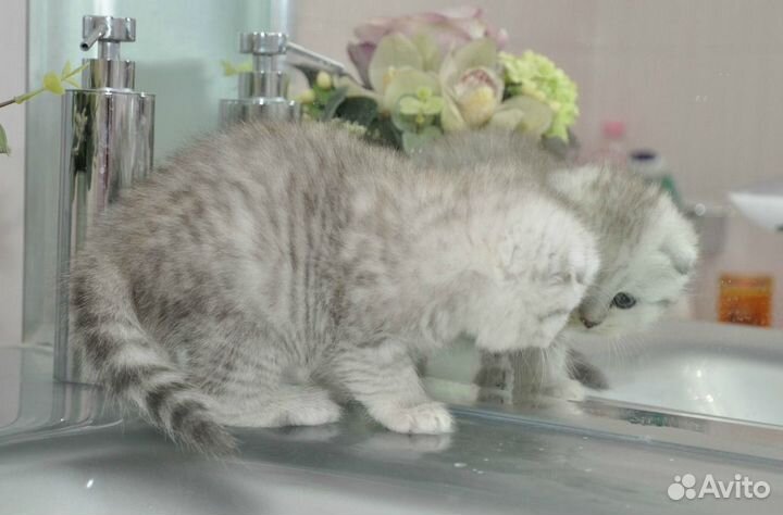 Ваше счастье пока у нас,шотландцы песцового окраса