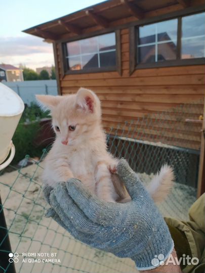 Котята от кошки мышеловки