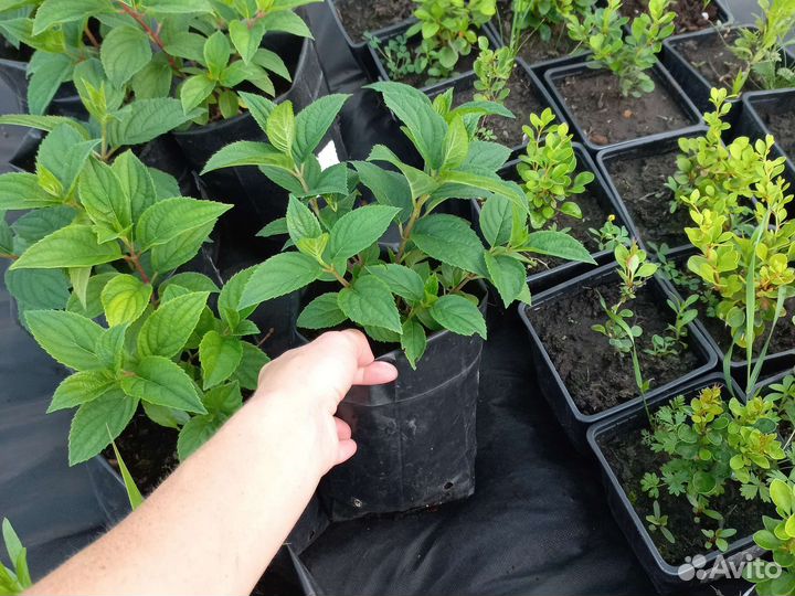 Гортензия метельчатая Киушу,Маджик Кендл,Беби лейс