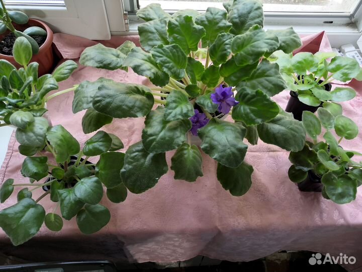 Комнатные цветы фиалки