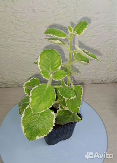 Комнатная мята