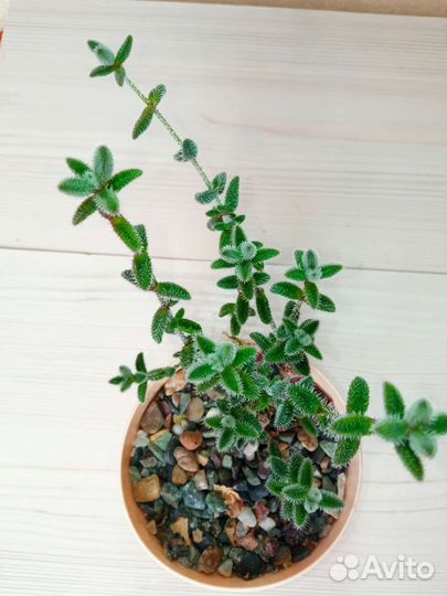 Суккуленты