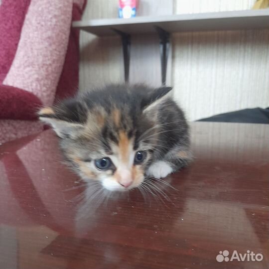 2 котенка, девочки