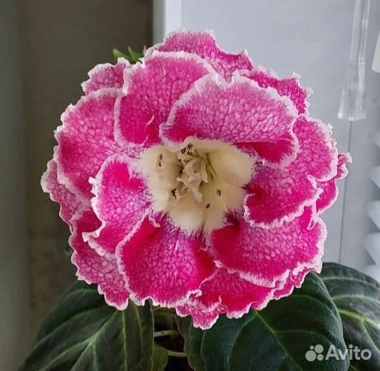 Глоксинии ен Солнышко лесное, ен Бенгальскийкот др