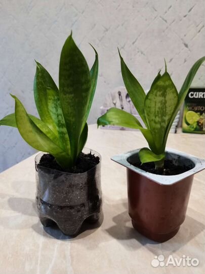 Сансевиерия