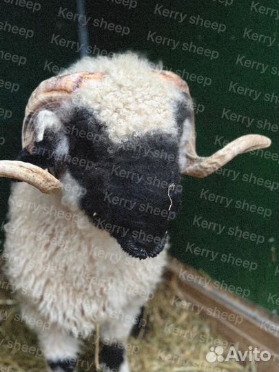 Баран и овца Вализер, Валийские овцы