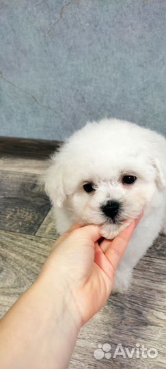 Щенки бишон фризе, очаровательные малыши