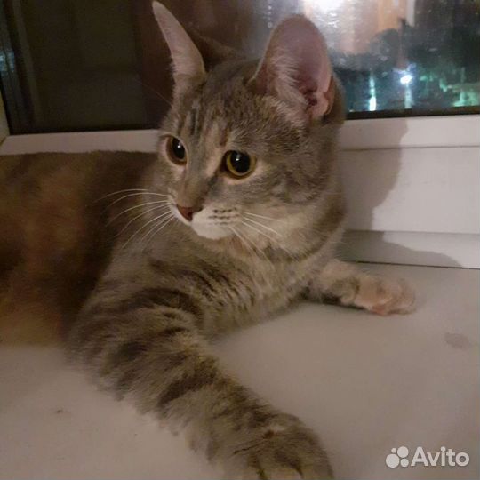Кошка