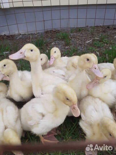 Утята подрощенные 2х,3х, 4х недельные