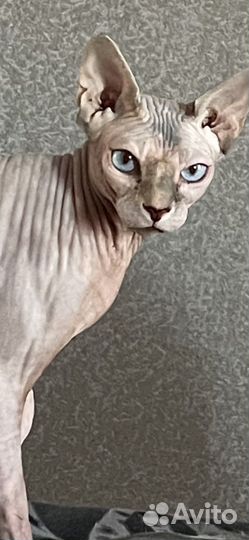 Вязка девочка