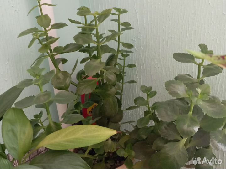 Комнатные цветы, разные