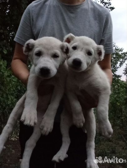 Среднеазиатская овчарка