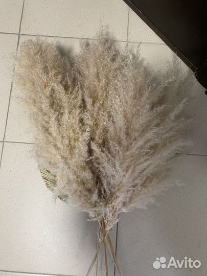 Пампас сухоцвет