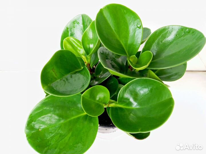 Пеперомия туполистная