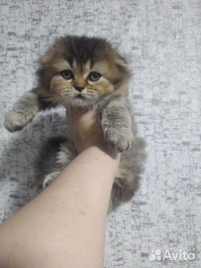 Шотландская
