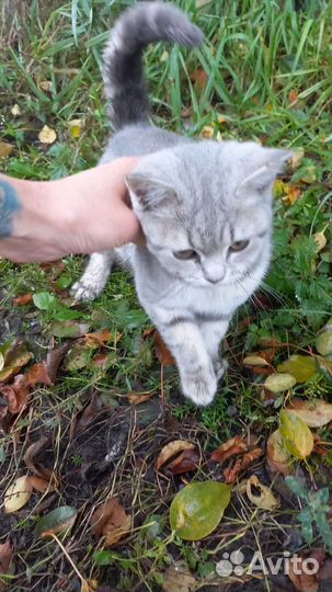 Найден котёнок