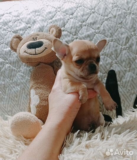 Щенки чихуахуа