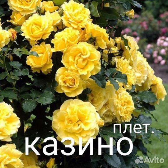 Розы и садовые цветы