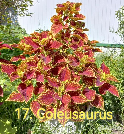 Колеус набор