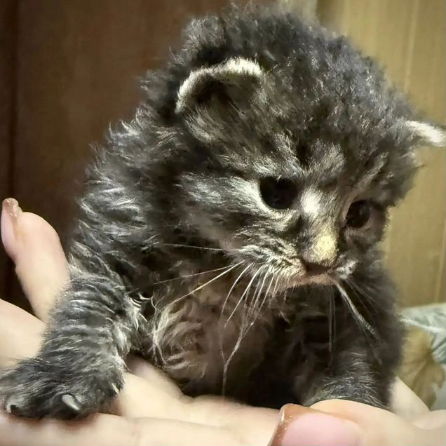 Сибирский котёнок