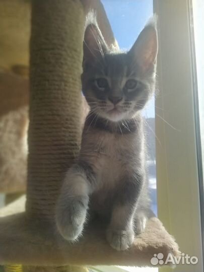 Котята Чаузи F6