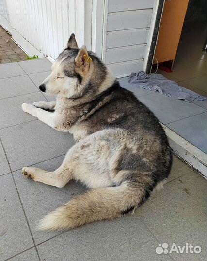 Молодая Хаски девочка. Стерилизованная