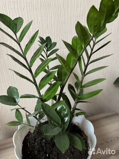 Растение Долларовое дерево/ Замиокулькас