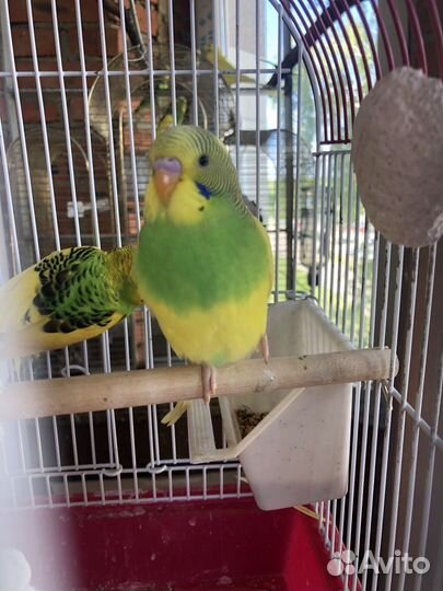 Волнистый попугай самец