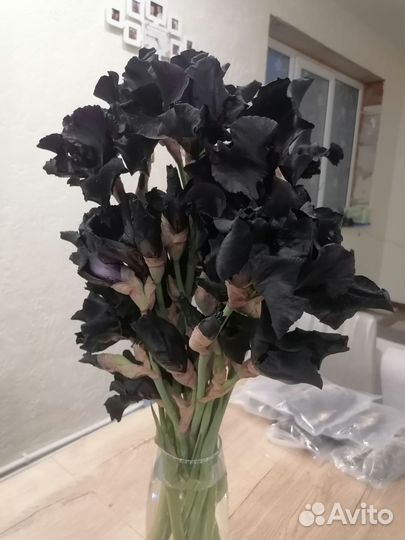 Ирис чёрный