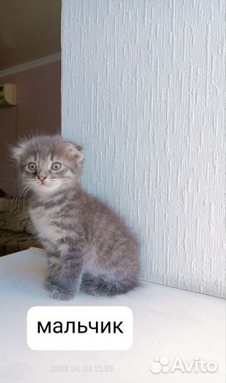 Котята в дар бесплатно