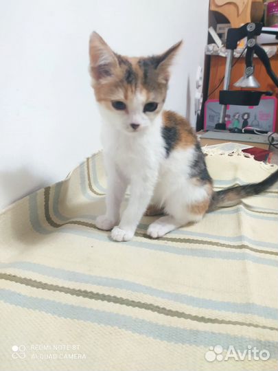 Котенок девочка, 2,5 мес