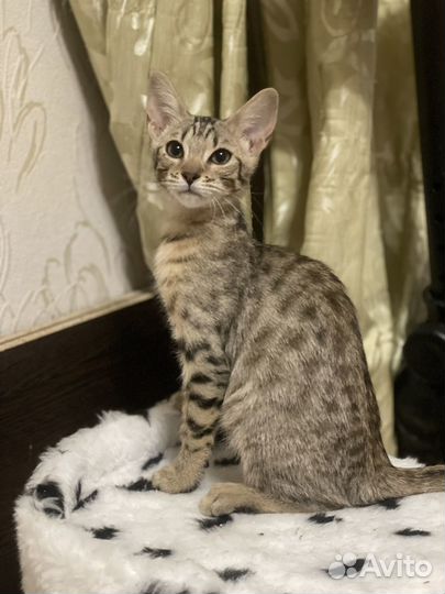 Саванна