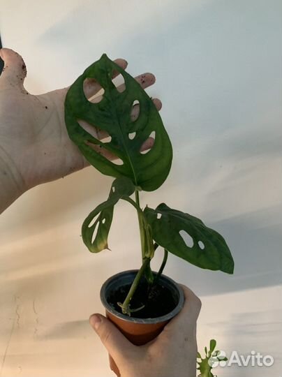 Монстера манки маск