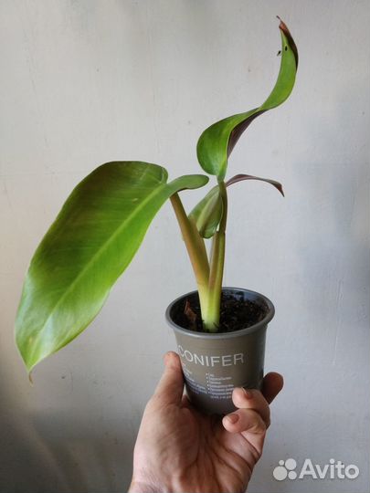 Филодендрон 'Tuxla'