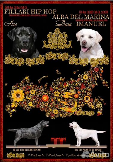 Щенки лабрадора