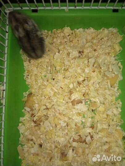 Джунгарский хомяк