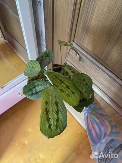 Маранта триколор