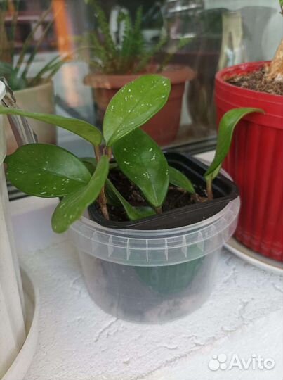 Комнатные растения хатиора, кордилина, Шефлера