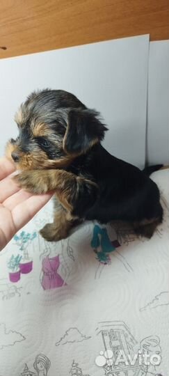 Йоркширский терьер