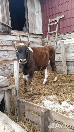 Бык сементал