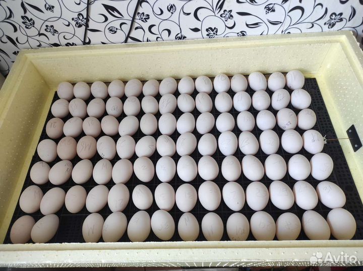 Инкубационное яйцо индоутки (мускусная утка)