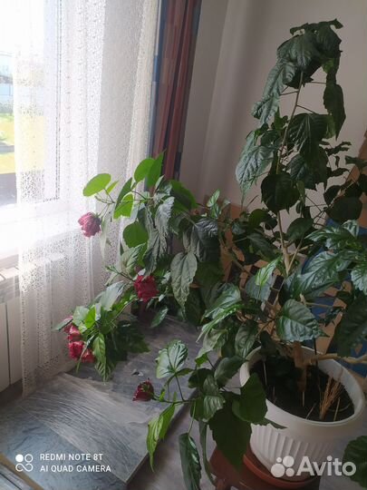 Гибискус китайская роза