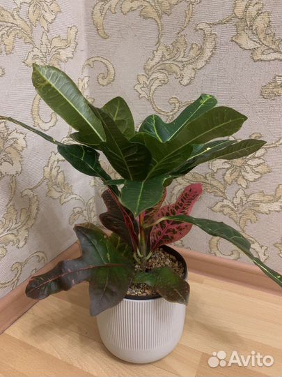 Кротон (Кодиеум)