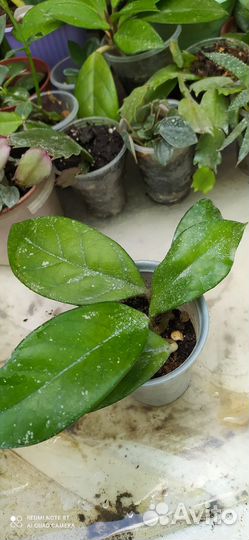 Комнатные растения