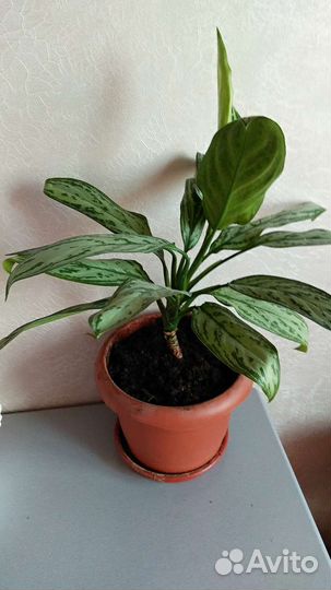 Растение Аглаонема, цена с горшком