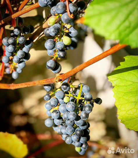 Семена виноград амурский и другие растения