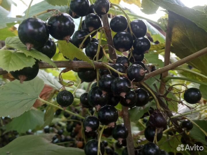 Черная смородина