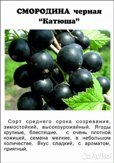 Саженцы черной смородины