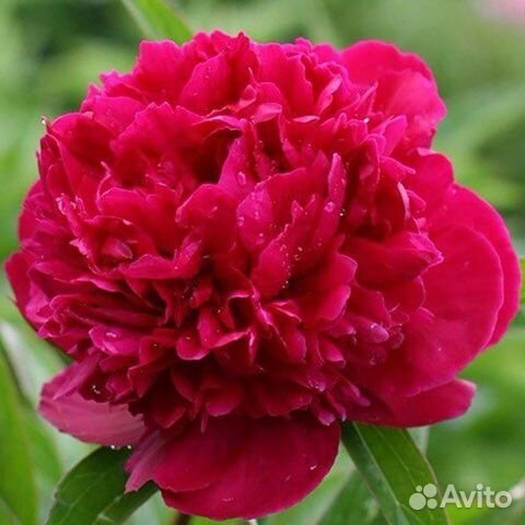 Пион пион ред сара бернар